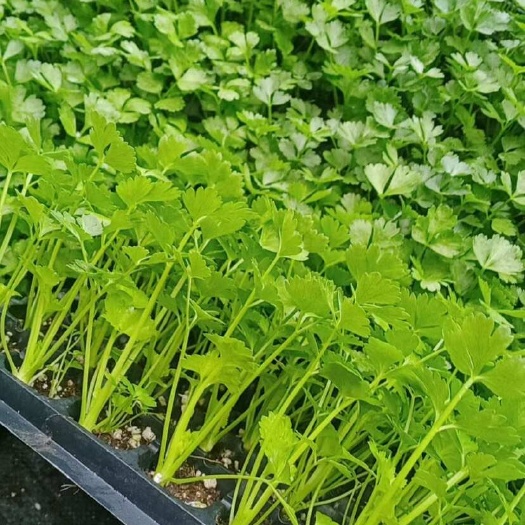 芹菜苗