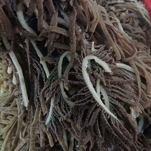 重庆市精品黑千层（水牛）