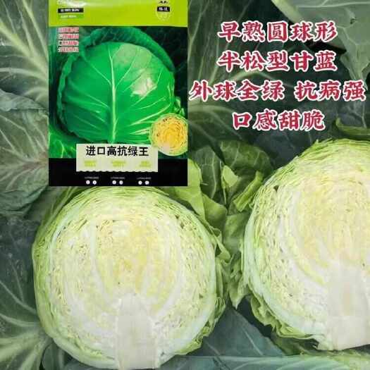 甘蓝种子高抗绿王前期松软后期耐裂口感甜脆外球全绿