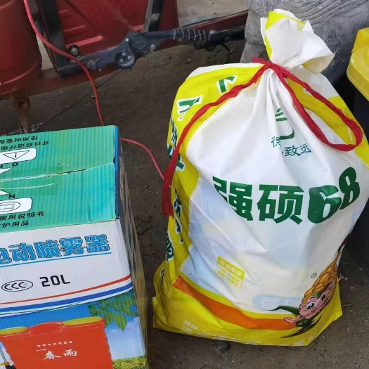 唐山4200粒强硕68、希植大棒品种抗倒伏耐高温种植范围广。