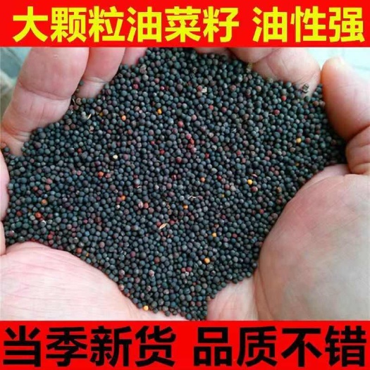 南京油菜种子 油菜花种子 新种子油菜籽种子 出油率高绿肥油菜种子