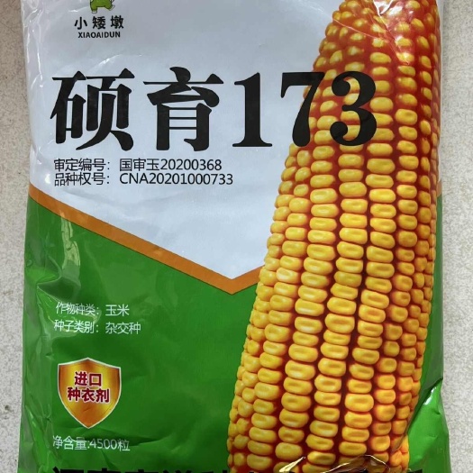 济南国审大棒玉米种子抗旱耐涝抗锈病活杆成熟南北方红轴矮杆苞谷种子