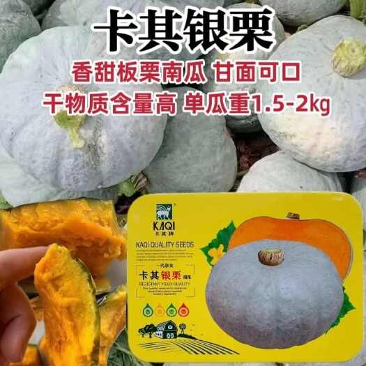 沭阳县银栗南瓜种子 中早熟果皮浅灰微绿果肉杏黄香甜细腻甘面可口营养