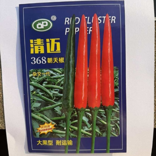 建瓯市清迈368朝天椒种子 单生大果型朝天椒 椒型顺直