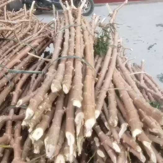 东兴市软糯香甜的黄肉木薯种子