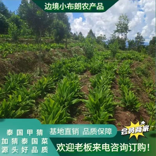 勐海县泰国加猜