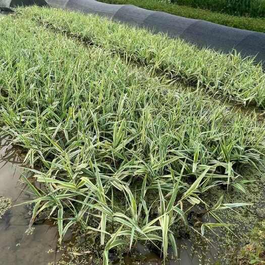 广州广东广州南沙区供应新鲜健康芦竹水生植物批发零售