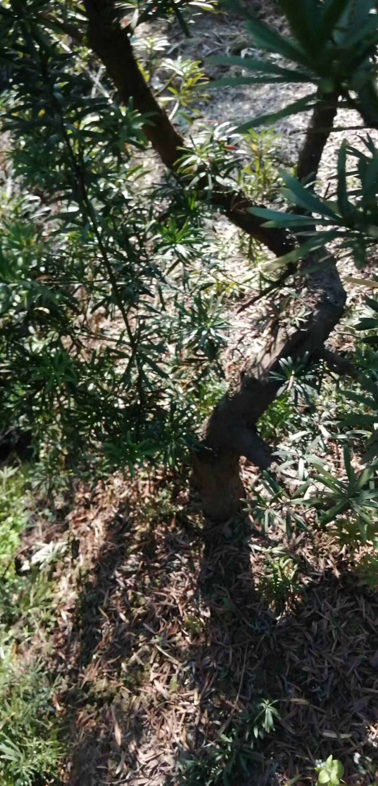 中叶罗汉松，产地，广西北海