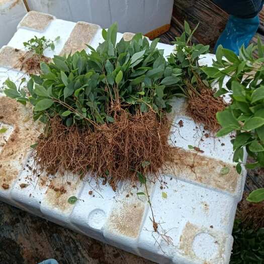 荔浦市木姜子芽苗大量批发，价格实惠，欢迎新老客户联系