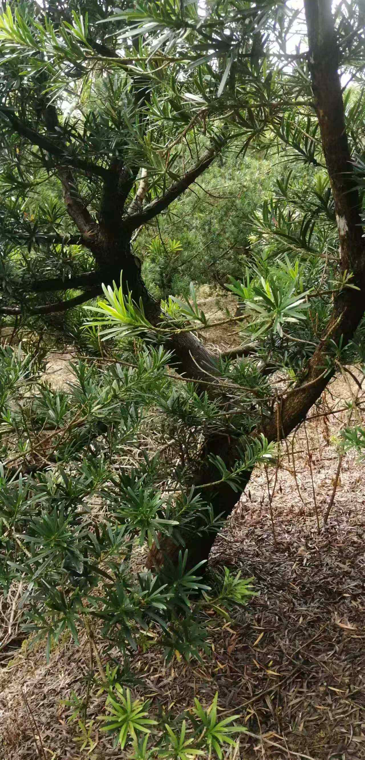 中叶罗汉松，产地，广西北海