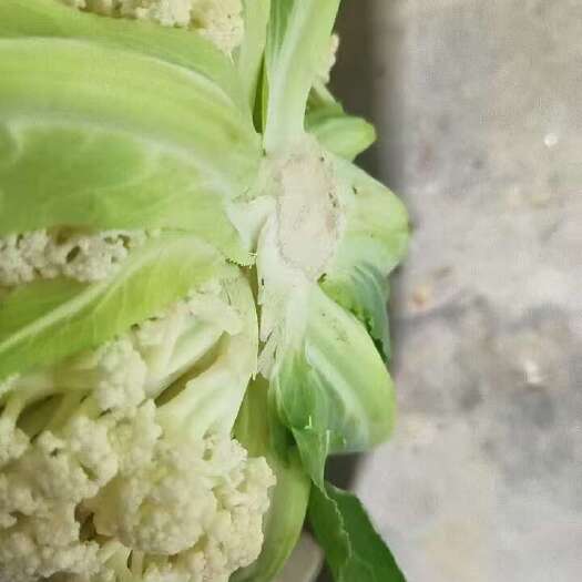 菏泽精品菜花，诚信第一，以最低的价格收购互利互赢