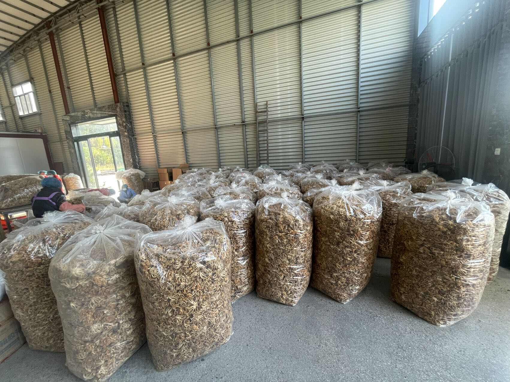 滑子菇，产地福建古田食用菌批发市场