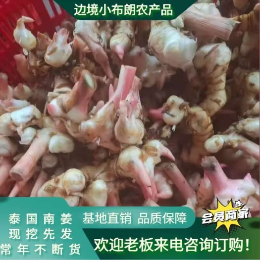 勐海县泰国南姜