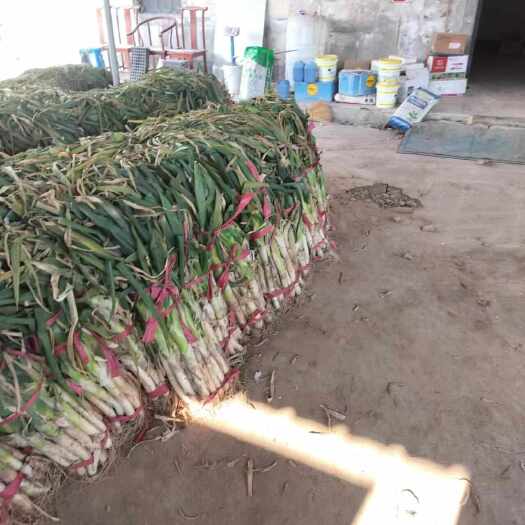 莘县大葱新鲜直供 聊城市莘县产地发货 品质优良适合批发零售