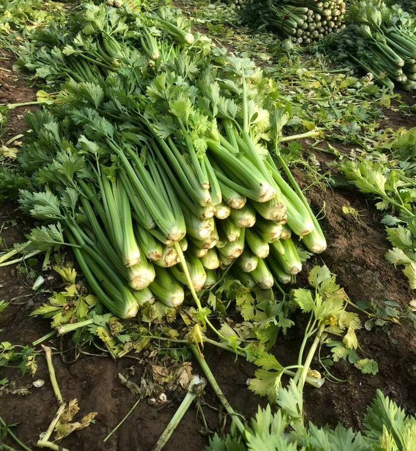 通许县精品大棚小颗芹菜，批量供应