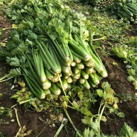 通许县精品大棚小颗芹菜，批量供应