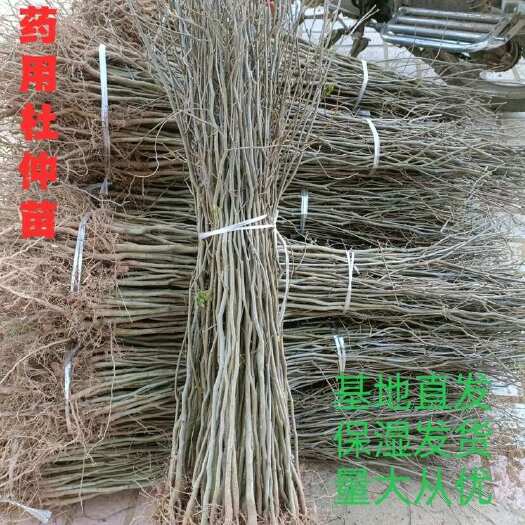 杜仲苗  中药材杜仲树苗，量大从优，现挖现发根系发达