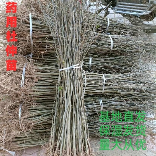 苍溪县杜仲苗  中药材杜仲树苗，量大从优，现挖现发根系发达