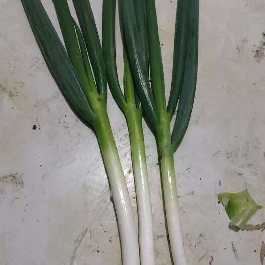 周口新鲜钢葱来自河南周口淮阳区优质蔬菜大葱批发零售