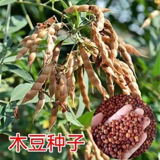 东海县木豆种子护坡草灌木种籽园林绿化食用饲料草籽多年生耐旱耐寒生长