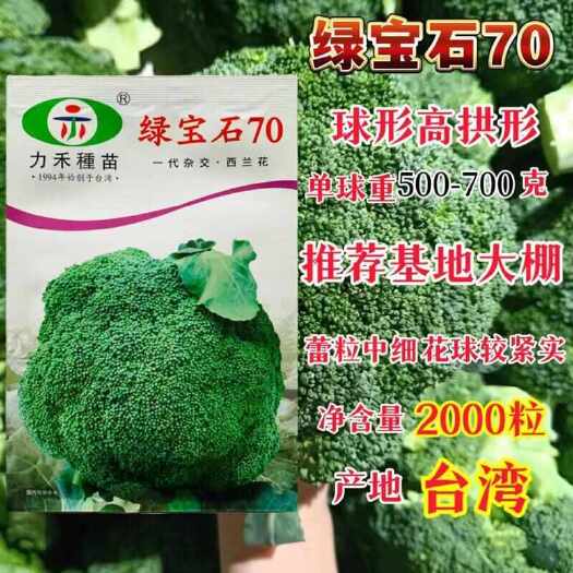 西兰花种子绿宝石70颜色深绿蕾粒中细球型高拱型