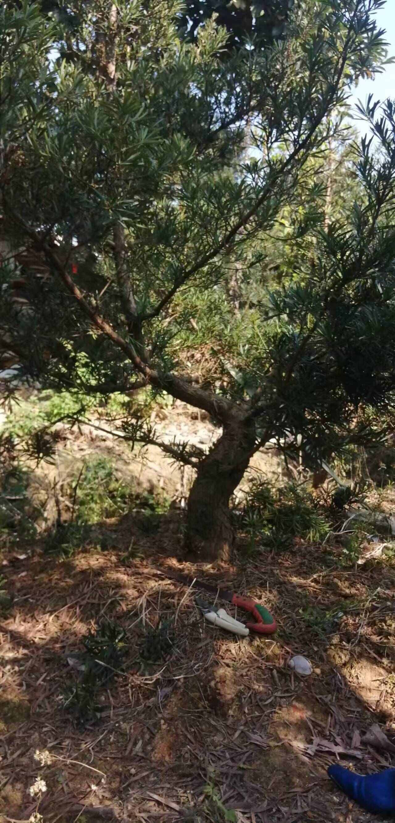 中叶罗汉松，产地，广西北海