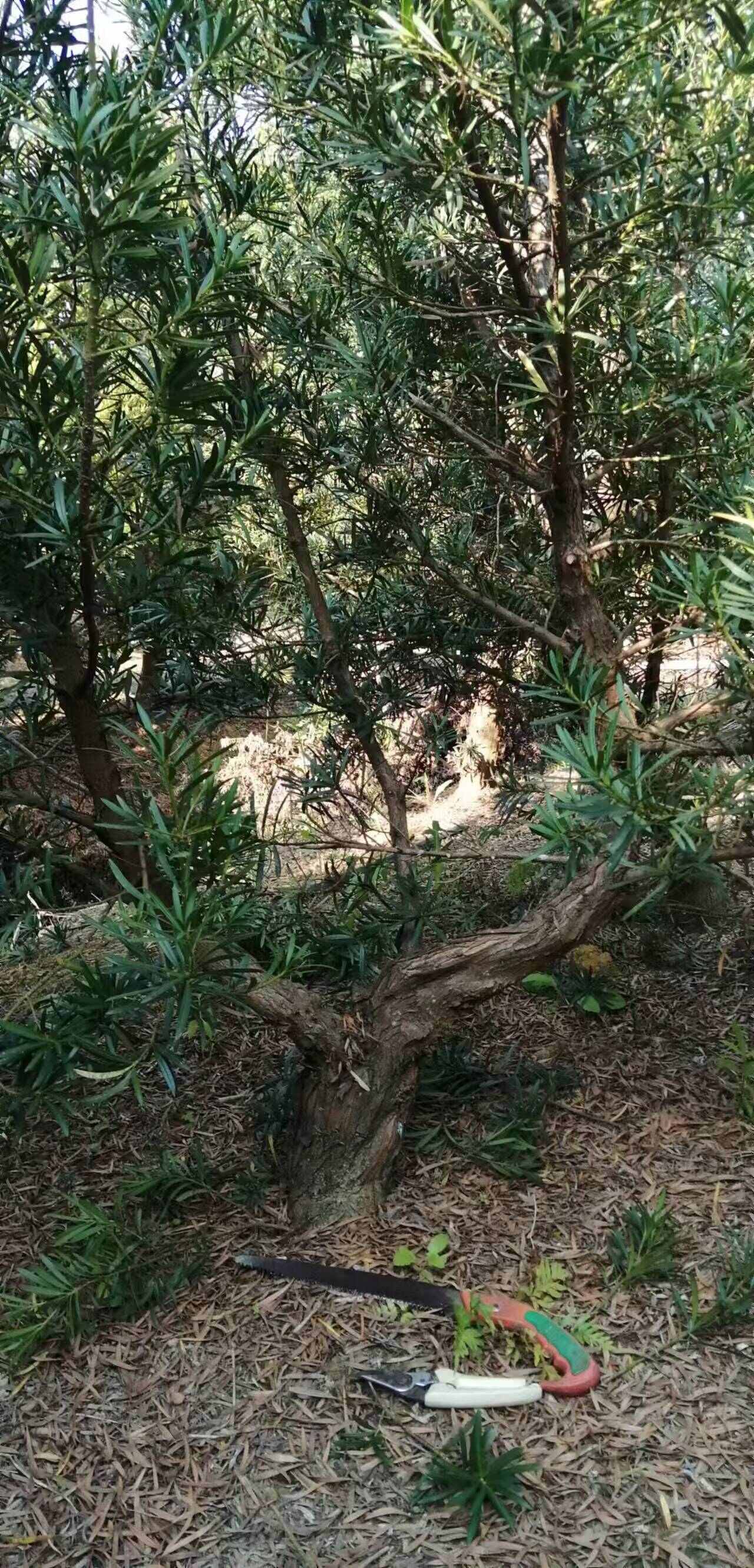 中叶罗汉松，产地，广西北海