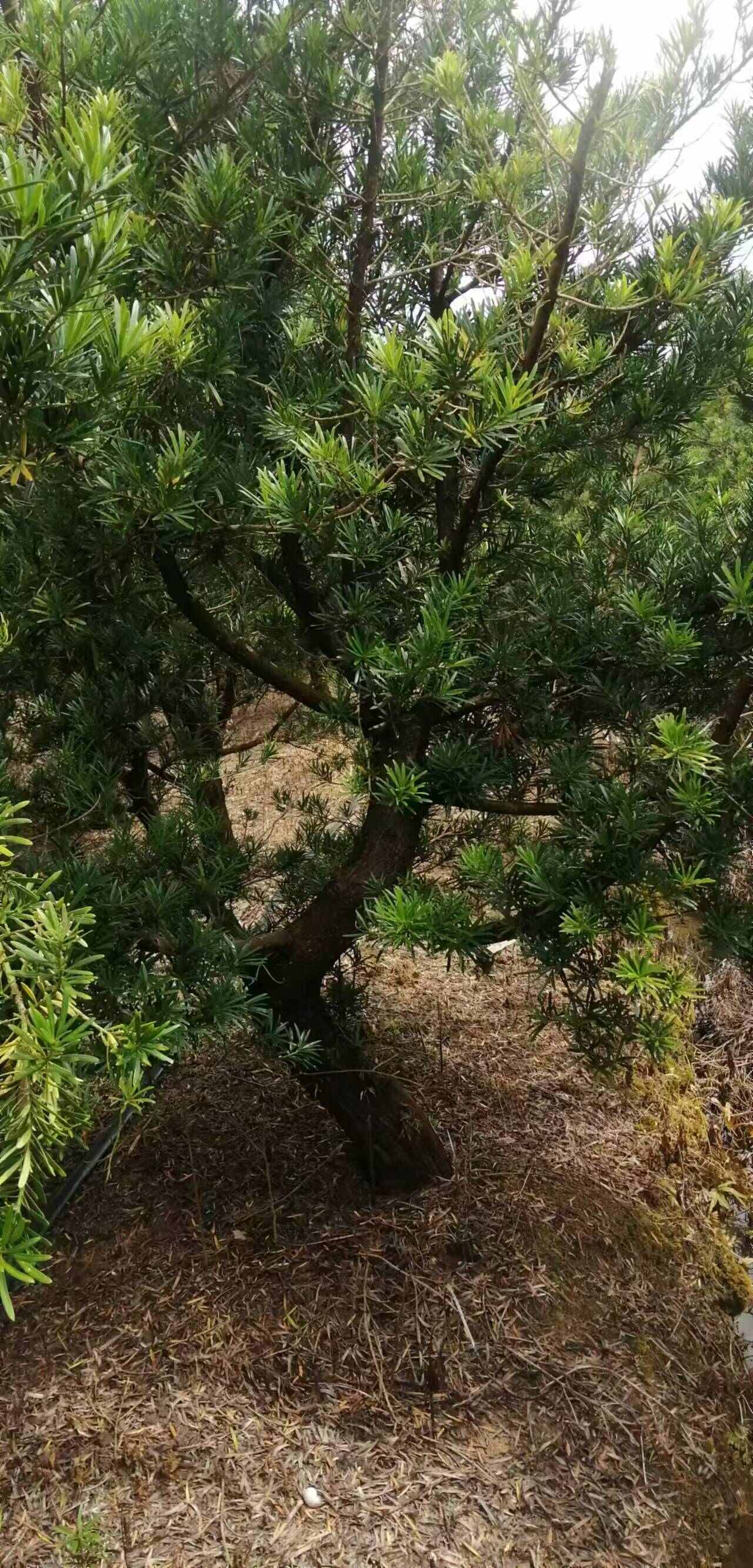 中叶罗汉松，产地，广西北海