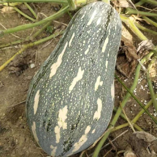 徐闻县精品蜜本、香芋南瓜，一手货源，基地直发；量大质优，全国供应。