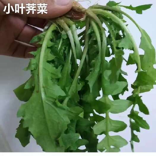 安康5000亩各种野菜，有需要的老板及时沟通。