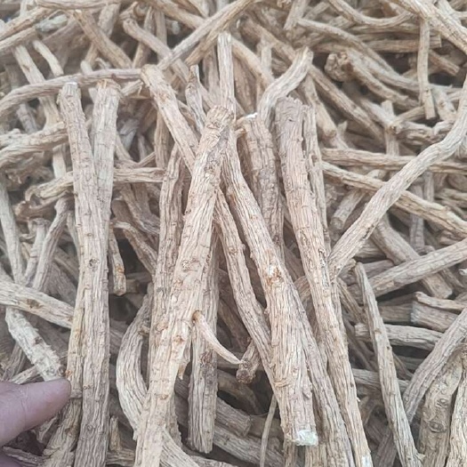 亳州防风中药材防风条内蒙古摆摊专用防风产地直销