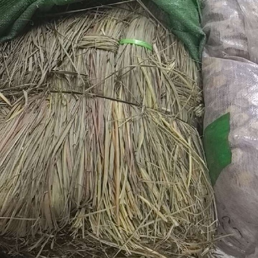 广州香茅草 长香茅草