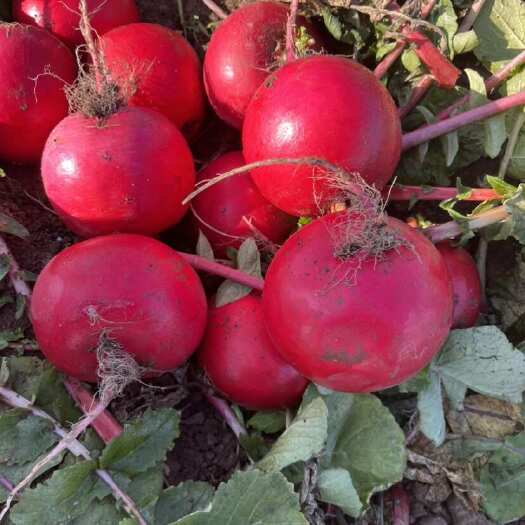 凌海市东北灯笼红萝卜大量现货供应，冷库储存保证质量不康心