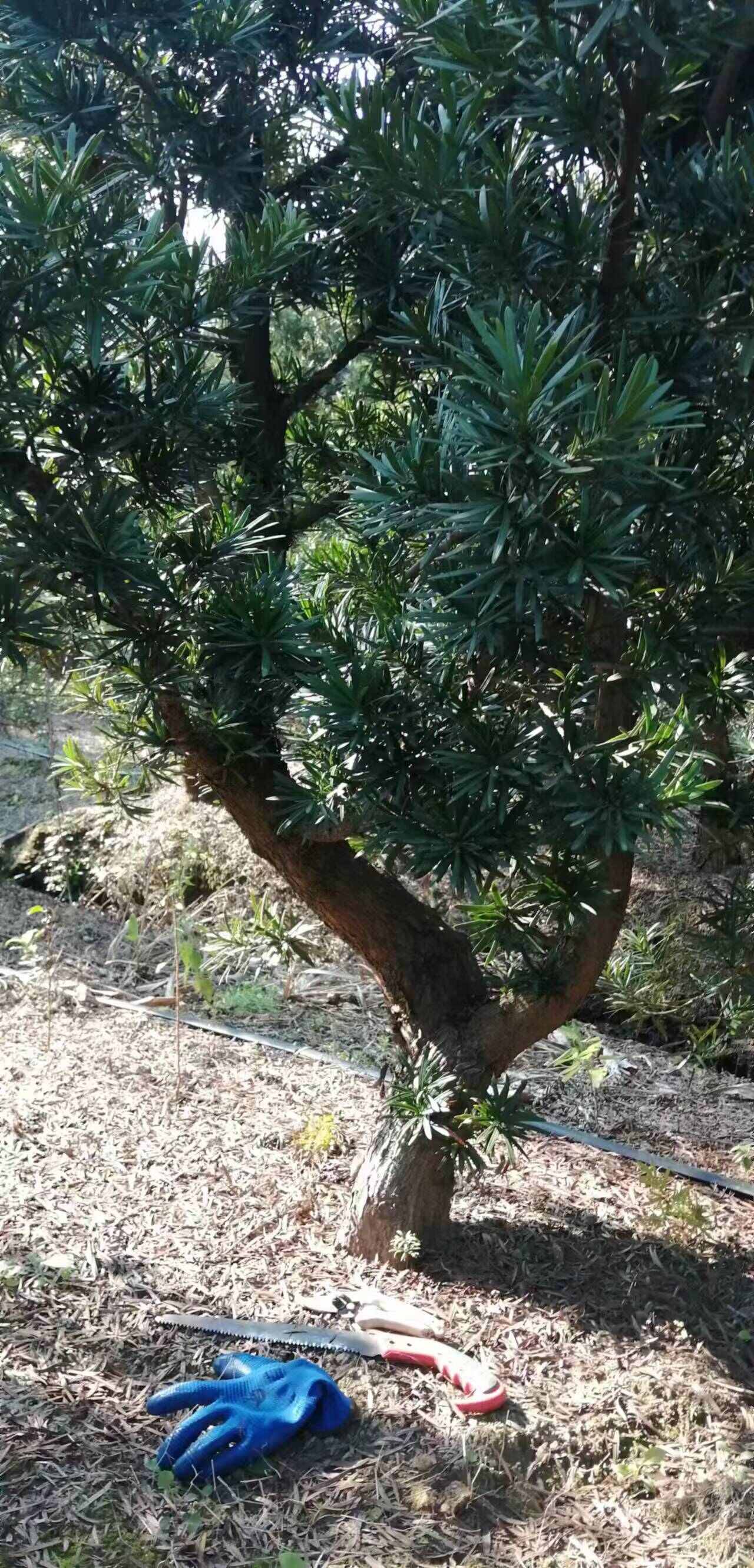 中叶罗汉松，产地，广西北海