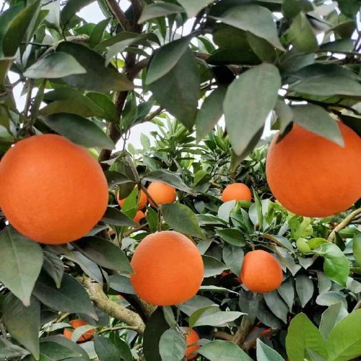 秭歸縣精品九月紅，價(jià)格便宜，需要的老板看過(guò)來(lái)，產(chǎn)地代辦一條龍服務(wù)