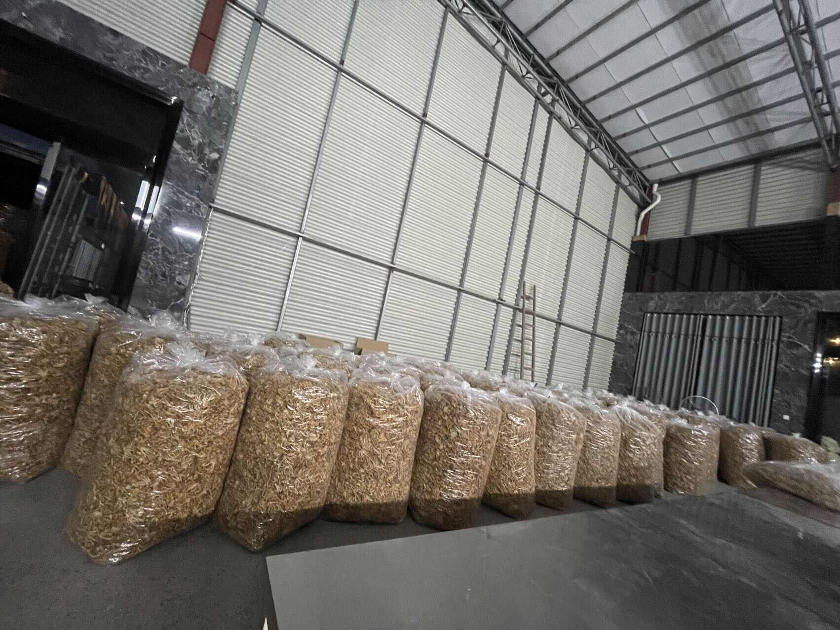滑子菇，产地福建古田食用菌批发市场