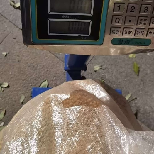 滕州市山东滕州国产1等黄大豆 粮油米面精选 当日发货新鲜直达