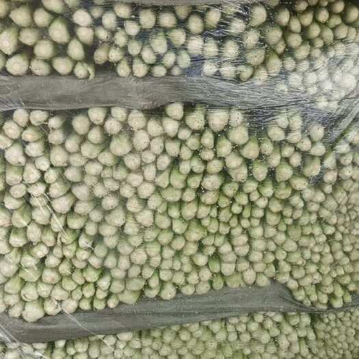 长沙芹菜中小棵根白叶净无空心手工好
