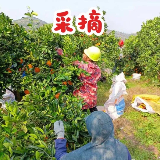 麻阳冰糖橙［不甜包退］