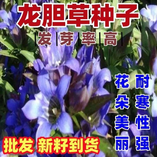 沭阳县龙胆草种子中药材种子地胆头种子磨地胆鹿耳草简单易种适应广
