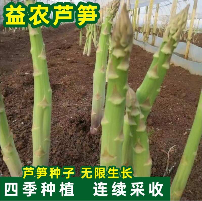 芦笋种子翡翠明珠F1