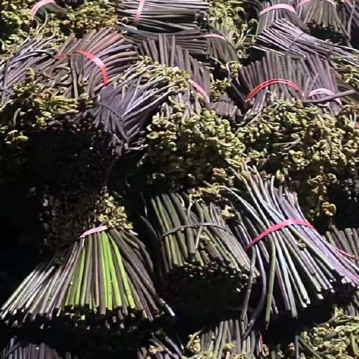 六盘水蕨菜