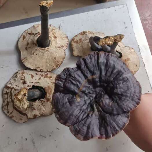 广州长腿黑灵芝，美的勒