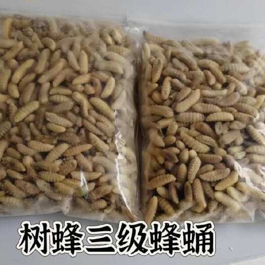 广州树蜂3级蛹，马蜂蛹3级，熟冻（未除内脏）葫芦蜂，小蜂蛹 3级