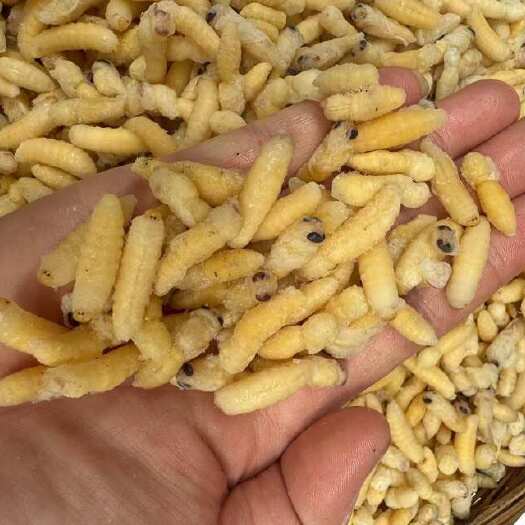 广州1-2级马蜂蛹，树蜂12级蛹，熟冻，胡蜂蛹12级，小蜂蛹