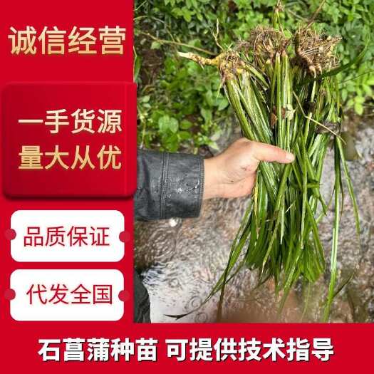 峨眉山市四川红心石菖蒲种苗可用药做盆栽土培水培鱼缸造景四季长青