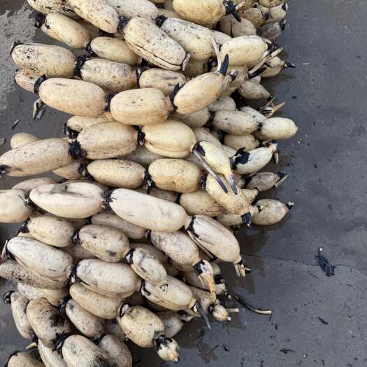 邳州市江苏邳州优质鄂莲6号鲜莲藕