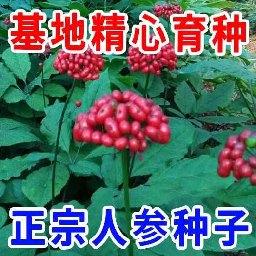 沭阳县长白山人参种子正品野山参种子四季易种中药材易活室内观花卉盆栽
