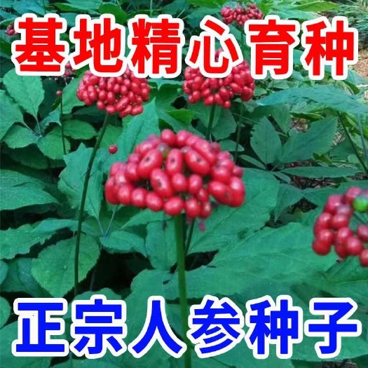 长白山人参种子正品野山参种子四季易种中药材易活室内观花卉盆栽
