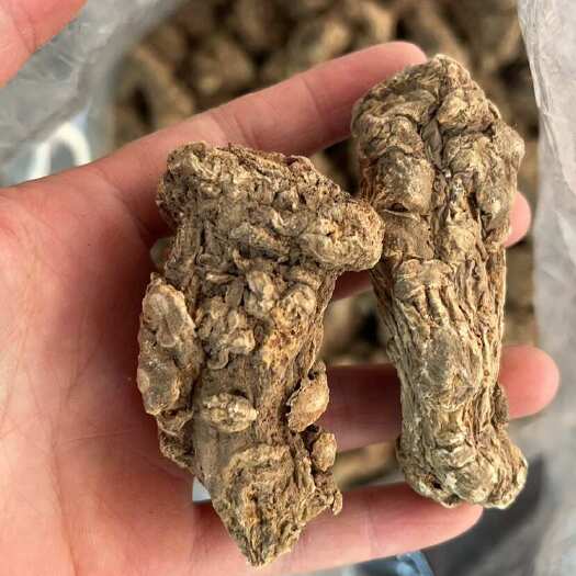 玉林中药材当归头干货天然无硫当归头整个批发当归头片